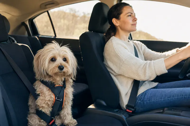 Ein Petit Chien Lion sitzt sicher angeschnallt auf der Rückbank eines Autos, während der Besitzer ruhig fährt.