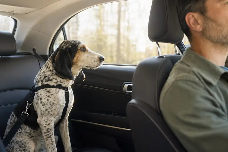 Ein Petit Gascon Saintongeois sitzt sicher angeschnallt auf der Rückbank eines Autos, während der Besitzer ruhig fährt.