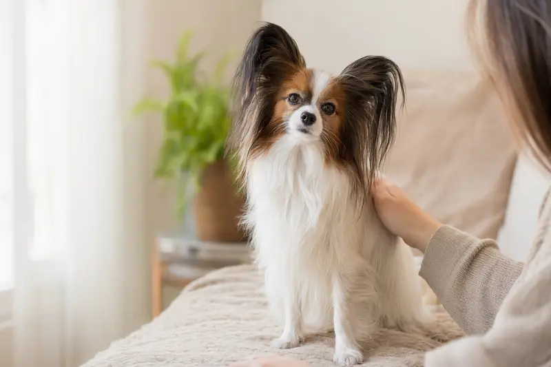 Ein aufmerksamer Phalene Hund steht in natürlicher Haltung vor hellem Hintergrund, als realistisches Tierportrait mit weichem Licht.