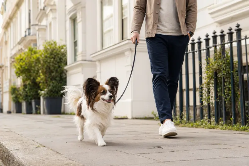Ein Phalene Hund läuft entspannt an der Leine mit seinem Besitzer durch eine saubere moderne Stadtstraße.