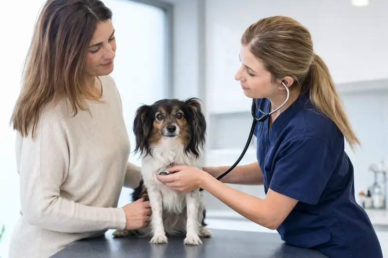 Eine Tierärztin untersucht einen ruhigen Phalene Hund mit dem Stethoskop, während der Besitzer beruhigend daneben steht.