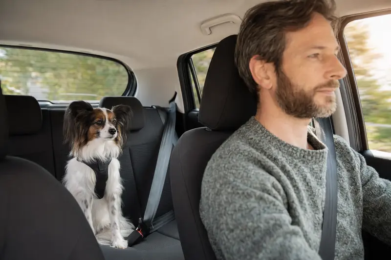 Ein Phalene Hund sitzt sicher angeschnallt auf der Rückbank eines Autos und begleitet seinen Besitzer bei einer ruhigen Fahrt.