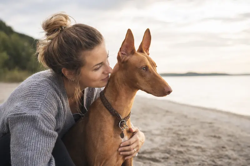 Pharaonenhund in aufmerksamer Haltung vor hellem, neutralem Hintergrund als hochwertiges Hundeporträt.