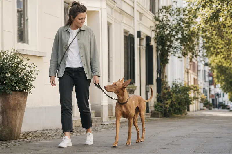 Ein Pharaonenhund läuft an der Leine mit seinem Besitzer durch eine freundliche moderne Stadtstraße.
