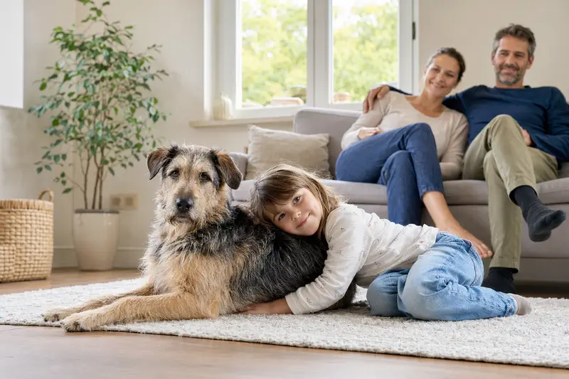 Ein freundlicher Picard Hund liegt entspannt neben einem Kind im hellen Wohnzimmer, während die Eltern im Hintergrund eine sichere Familienatmosphäre schaffen.