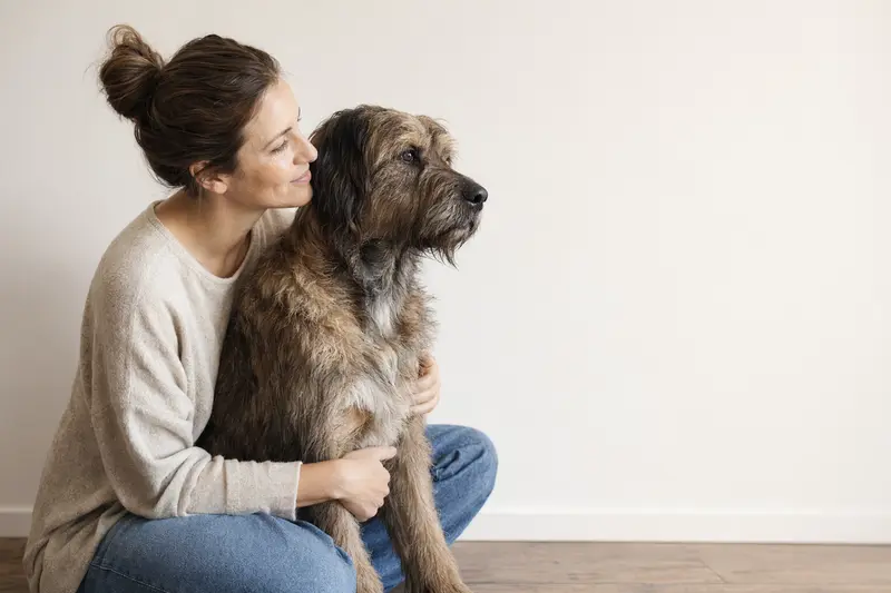 Picard Hund steht aufmerksam in natürlicher Haltung vor hellem Hintergrund, als realistisches Tierportrait mit weichem Licht.
