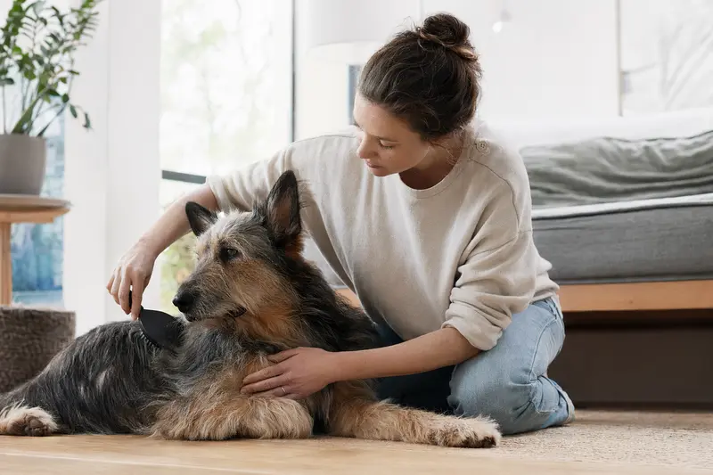 Ein Picard Hund wird in einer hellen Wohnung sanft gebürstet, während sein Besitzer liebevoll die Fellpflege übernimmt.