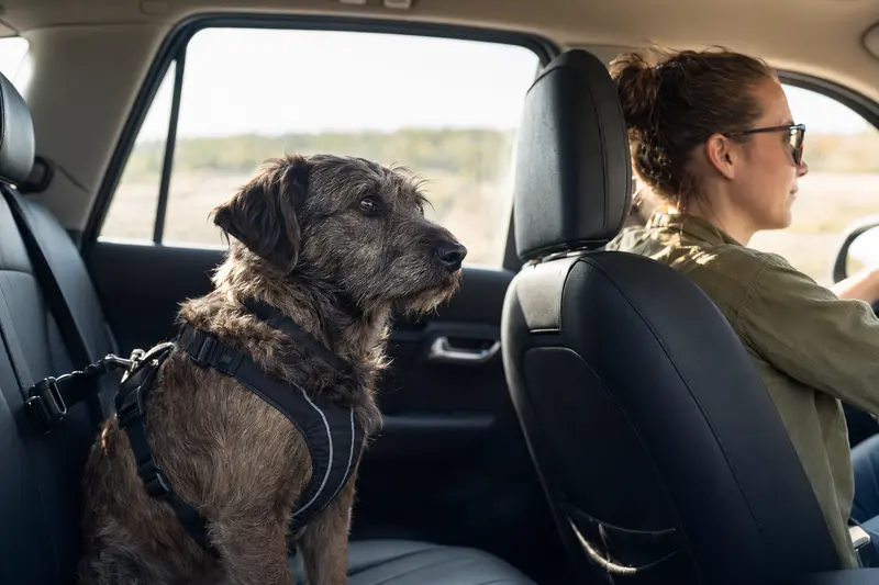 Ein Picard-Hund sitzt sicher angeschnallt auf der Rückbank eines Autos, während sein Besitzer ruhig fährt und Sonnenlicht ins Fahrzeug fällt.