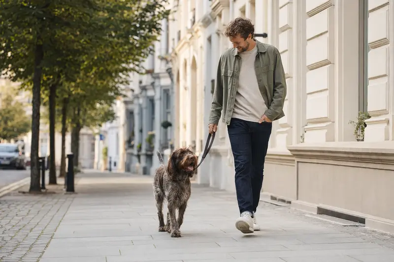 Ein Picardie-Spaniel läuft an der Leine mit seinem Besitzer durch eine moderne Stadtstraße.