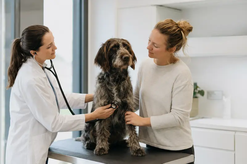 Ein Picardie-Spaniel wird von einer freundlichen Tierärztin mit einem Stethoskop in einer modernen Tierarztpraxis untersucht.
