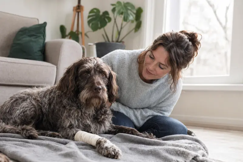 Ein Picardie-Spaniel mit leicht bandagierter Pfote liegt ruhig auf einer Decke, während sein Besitzer erleichtert neben ihm sitzt.
