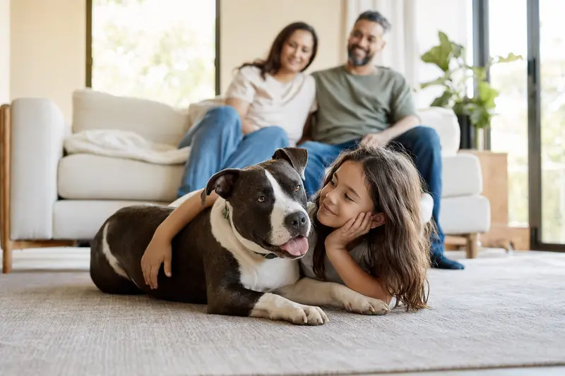 Ein freundlicher Pit Bull liegt entspannt neben einem Kind im hellen Wohnzimmer, während die Eltern im Hintergrund eine sichere Familienatmosphäre schaffen.