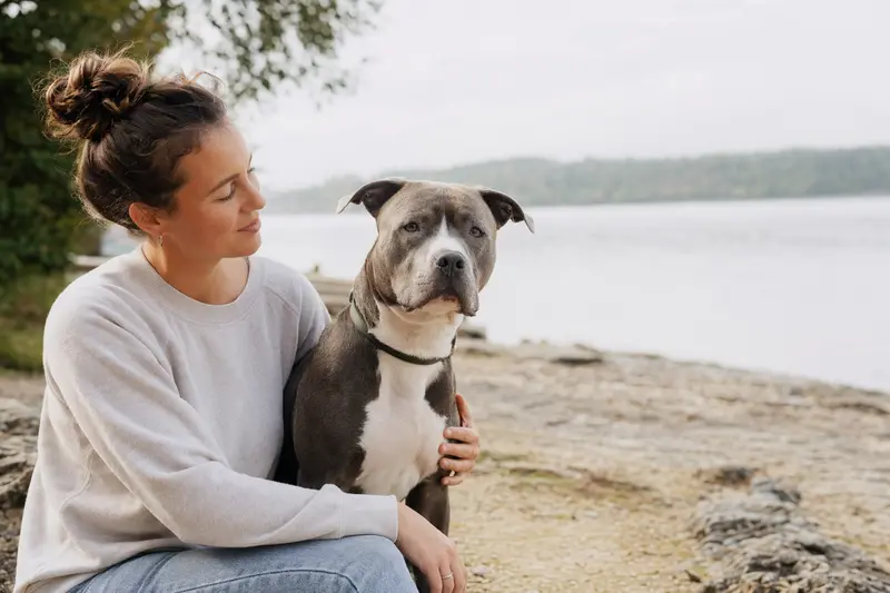 Ein aufmerksam stehender Pit Bull Hund vor hellem neutralem Hintergrund, als realistisches Tierportrait für einen Ratgeber zur Hundegesundheit.