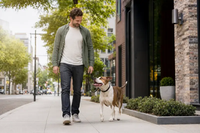 Ein Pit Bull läuft an der Leine mit seinem Besitzer entspannt durch eine moderne Stadtstraße.