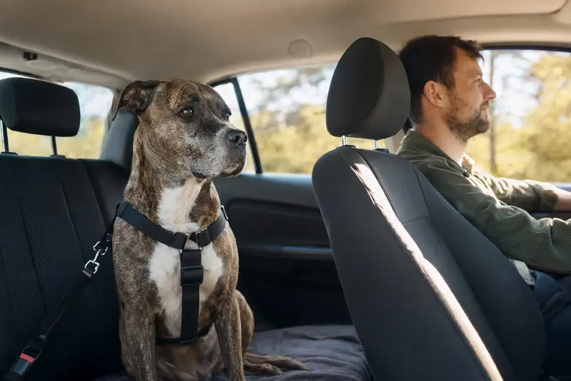 Ein Pit Bull sitzt sicher angeschnallt auf der Rückbank eines Autos, während der Besitzer ruhig fährt und Sonnenlicht durch das Fenster fällt.
