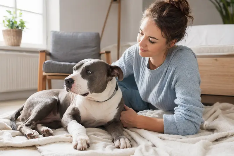 Ein Pit Bull mit leicht verbundenener Pfote liegt ruhig auf einer Decke, während sein Besitzer neben ihm erleichtert sitzt.