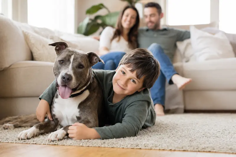 Ein freundlicher Pit Bull Terrier liegt entspannt neben einem Kind im hellen Wohnzimmer, während die Eltern im Hintergrund eine sichere Familienatmosphäre schaffen.