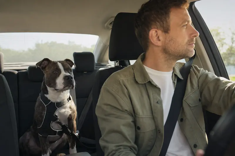 Ein Pit Bull Terrier sitzt sicher angeschnallt auf der Rückbank eines Autos, während seine Besitzerin ruhig fährt und Sonnenlicht durch das Fenster fällt.