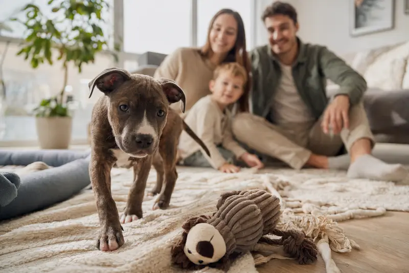 Ein neugieriger Pit Bull Welpe entdeckt seine neue, helle Wohnung mit Spielsachen und einer liebevollen Familie im Hintergrund.