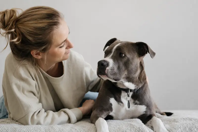 Ein aufmerksamer Pitbull steht in natürlicher Haltung vor hellem Hintergrund, aufgenommen als realistisches Hundeporträt mit weichem Licht.