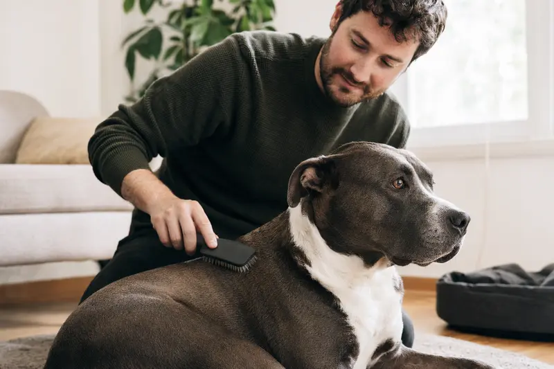 Ein Pitbull wird in einer hellen Wohnung sanft von seinem Besitzer gebürstet, was liebevolle Fellpflege und verantwortungsvolle Hundegesundheit zeigt.