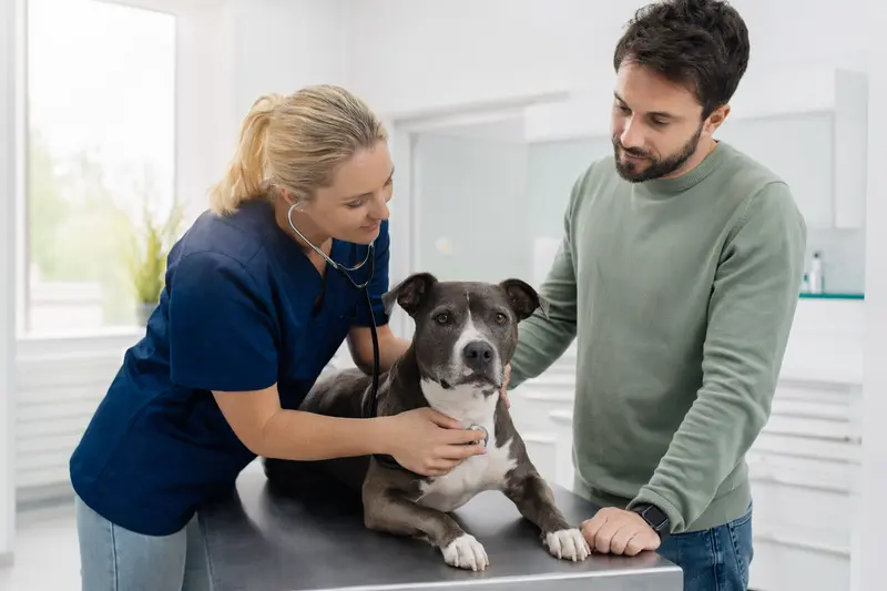 Ein ruhiger Pitbull Hund wird von einer freundlichen Tierärztin mit einem Stethoskop in einer modernen Tierarztpraxis untersucht, während sein Besitzer beruhigend daneben steht.