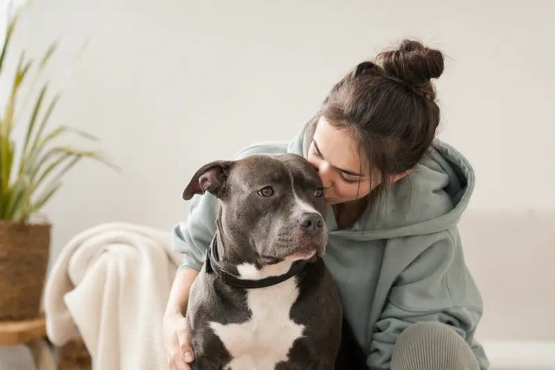 Ein aufmerksam stehender Pitbullterrier vor hellem Hintergrund als realistisches Tierportrait für Hundegesundheit und Versicherungsthemen.