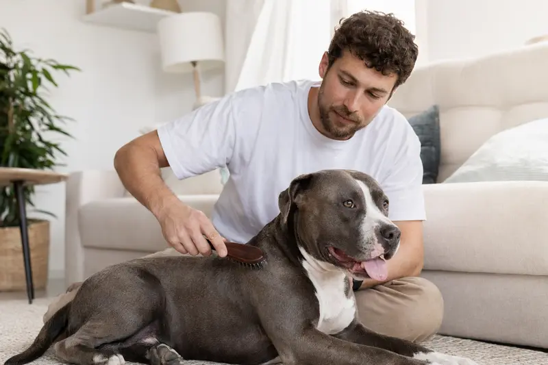 Ein Pitbullterrier wird zuhause von seinem Besitzer sanft gebürstet, während die Fellpflege im hellen Wohnzimmer ruhig und fürsorglich wirkt.