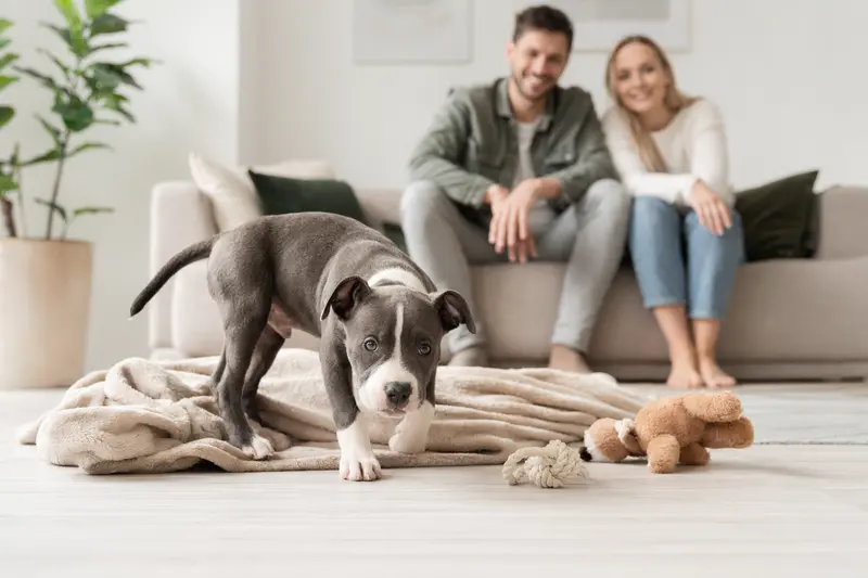 Ein junger Pitbullterrier-Welpe erkundet neugierig sein neues Zuhause auf einer weichen Decke mit Spielzeug in einer hellen Wohnung.