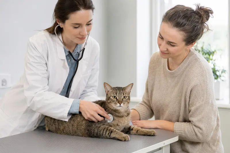 Eine Pixiebob Kurzhaar Katze wird von einer freundlichen Tierärztin auf einem Untersuchungstisch in einer modernen Praxis untersucht.