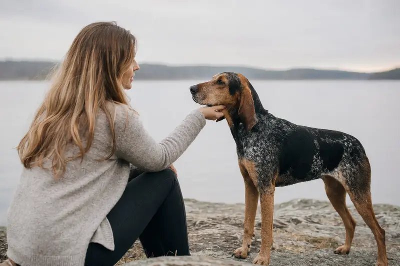 Ein Plott Coonhound steht aufmerksam in natürlicher Haltung vor hellem neutralem Hintergrund.