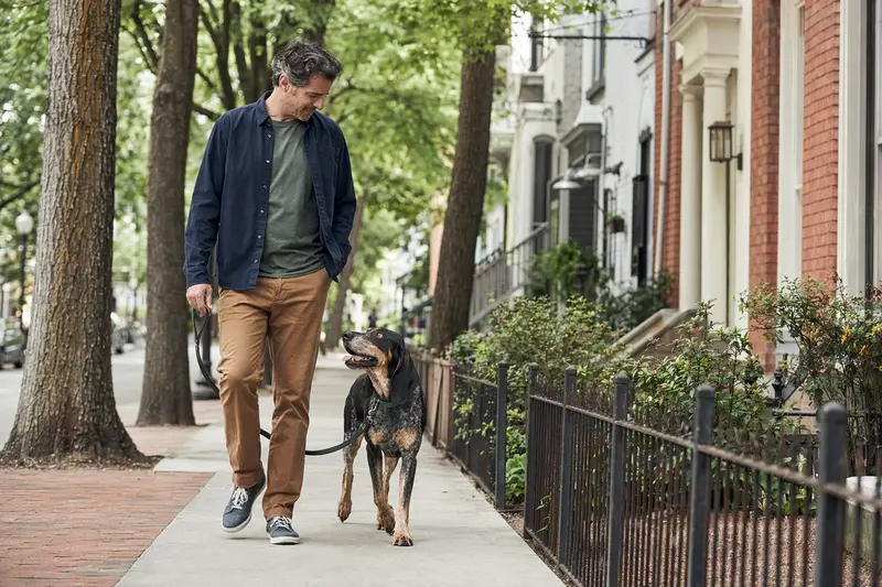 Ein Plott Coonhound läuft an der Leine mit seinem Besitzer durch eine freundliche moderne Stadtstraße.