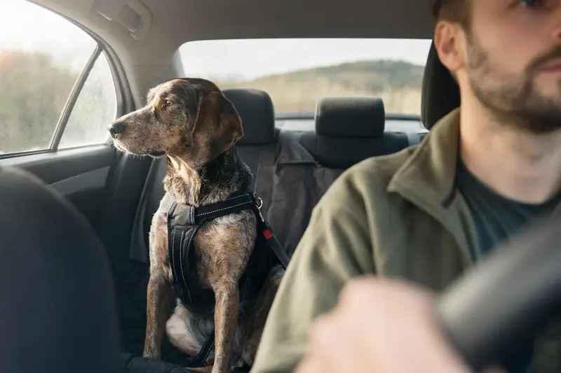 Ein Plott Coonhound sitzt sicher angeschnallt auf der Rückbank eines Autos, während der Besitzer ruhig fährt und Sonnenlicht durch das Fenster fällt.