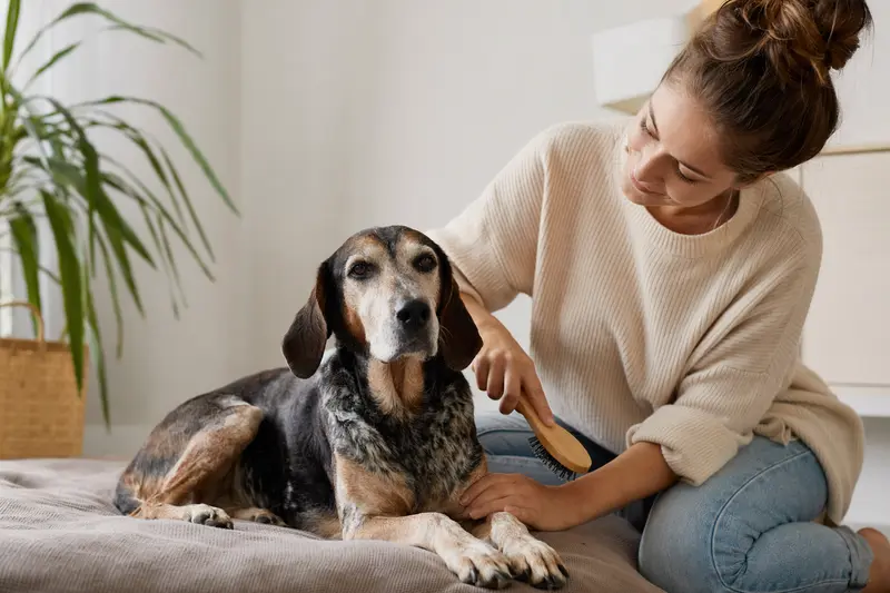 Ein Plott-Hound wird liebevoll zu Hause gebürstet, während sein Besitzer sich um die Fellpflege kümmert.