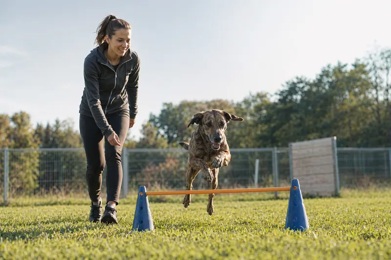 Ein aktiver Plott-Hound trainiert mit seinem Besitzer auf einem Hundeplatz über eine kleine Hürde, strahlende Freude und Bewegung vermittelt.