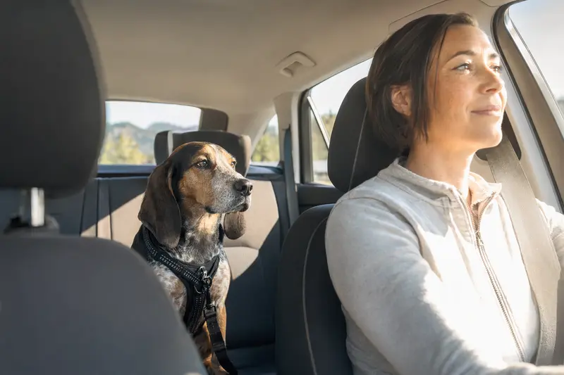 Ein Plott-Hound Hund sitzt sicher angeschnallt auf der Rückbank eines Autos, während sein Besitzer ruhig fährt und Sonnenlicht durch das Fenster strömt.