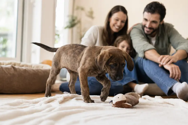 Ein neugieriger Plott-Hound Welpe erkundet sein neues, liebevolles Zuhause mit einer weichen Decke und Spielzeug im Hintergrund.