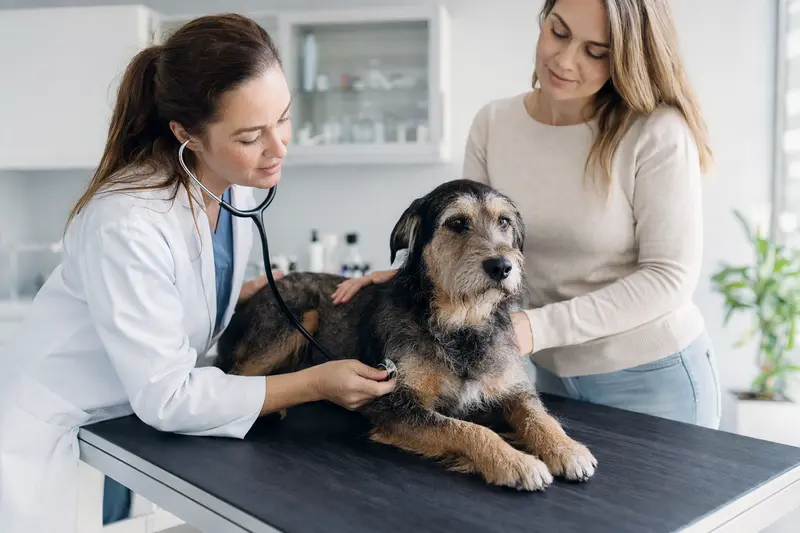 Ein ruhiger Plummer Terrier wird von einer freundlichen Tierärztin auf einem Untersuchungstisch in einer modernen Praxis mit einem Stethoskop untersucht.