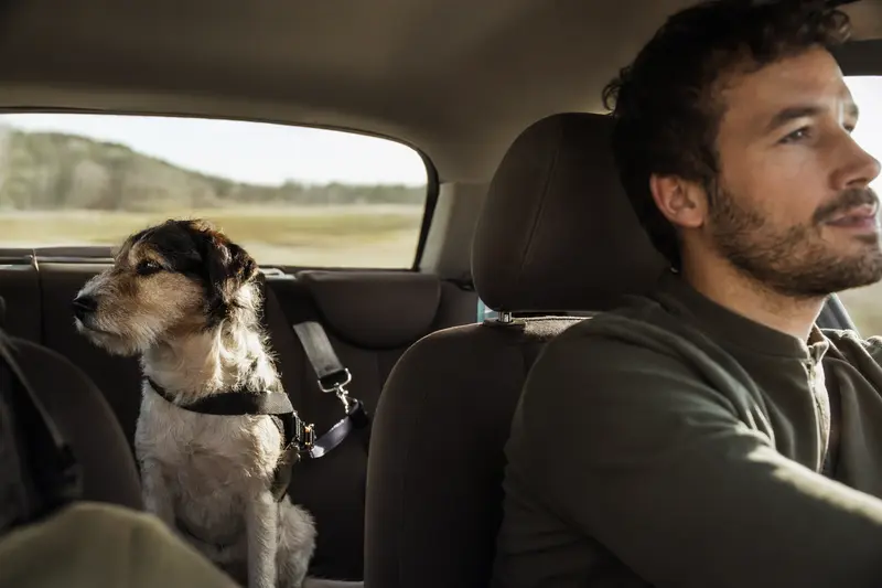 Ein Plummer Terrier sitzt sicher angeschnallt auf der Rückbank eines Autos, während der Besitzer ruhig fährt und Sonnenlicht durch das Fenster fällt.