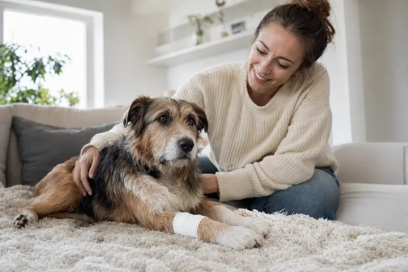 Ein Plummer Terrier mit leicht verbundenem Pfötchen liegt ruhig auf einer Decke neben seinem erleichterten Besitzer in einer hellen Wohnung.