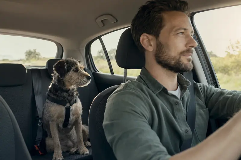 Ein sicher angeschnallter Hund sitzt auf der Rückbank im Auto, während der Besitzer aufmerksam fährt und Sonnenlicht durch das Fenster fällt.