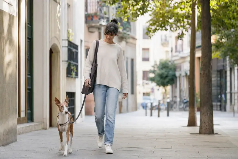 Ein Podenco Andaluz läuft an der Leine mit seinem Besitzer durch eine moderne Stadtstraße.