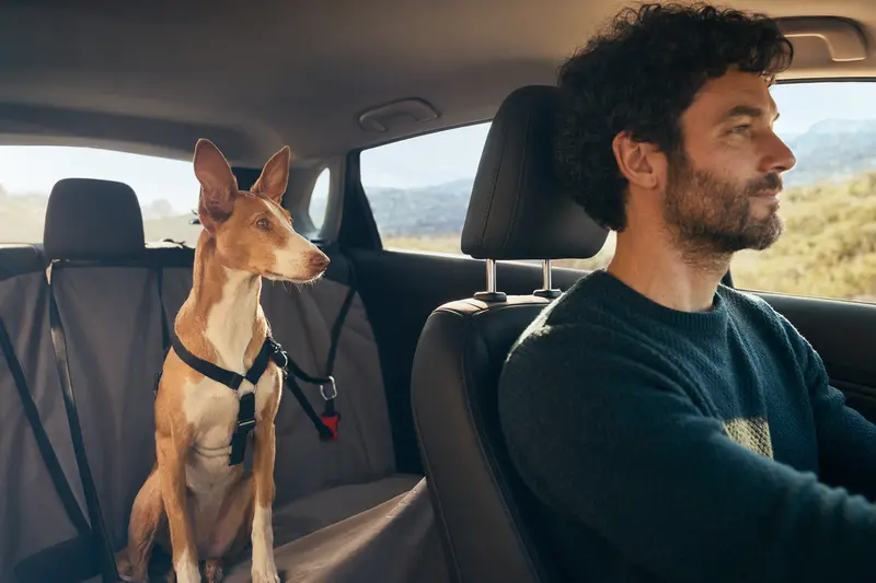 Ein Podenco Andaluz sitzt sicher angeschnallt auf der Rückbank eines Autos, während der Besitzer ruhig fährt und Sonnenlicht durch das Fenster fällt.