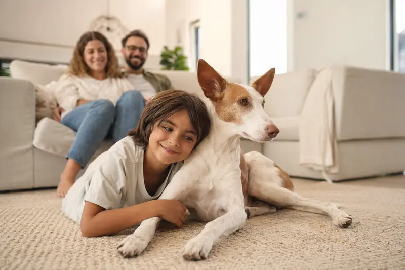 Ein freundlicher Podenco Andaluz Maneto liegt entspannt neben einem Kind im Wohnzimmer, während die Eltern im Hintergrund eine helle und sichere Familienatmosphäre schaffen.