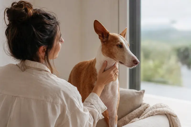 Ein Podenco Andaluz Maneto steht aufmerksam vor hellem Hintergrund in natürlicher Haltung.