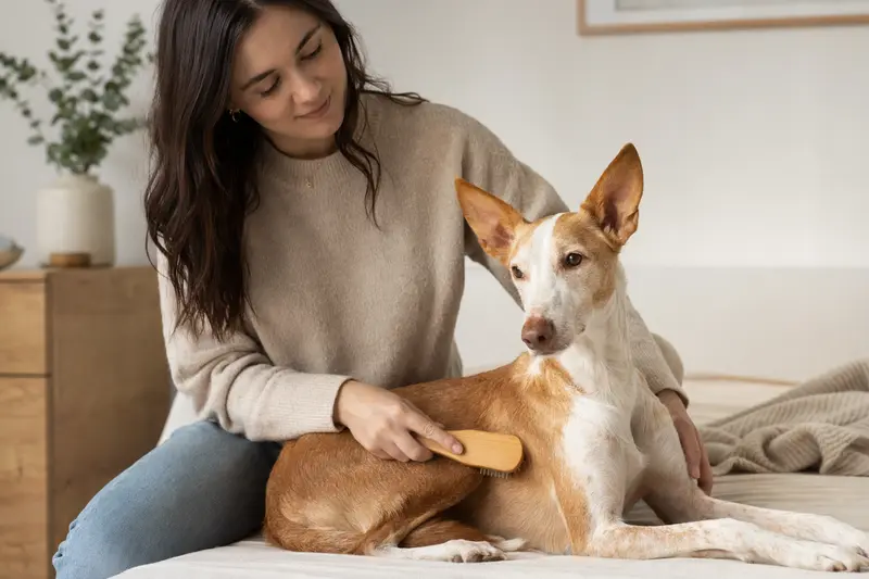 Ein Podenco Andaluz Maneto wird in einer hellen Wohnung liebevoll gebürstet, was die regelmäßige Fellpflege und Gesundheitsvorsorge betont.