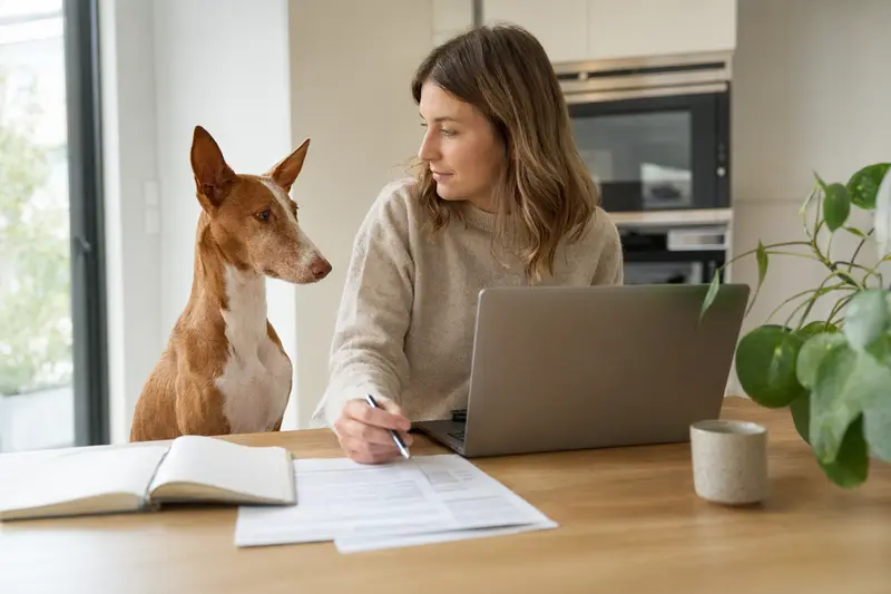Ein Podenco Andaluz Maneto sitzt ruhig neben seinem Besitzer am Küchentisch, während Versicherungsunterlagen und ein Laptop mit einer Vergleichsseite auf einen Blick zur Hundekrankenversicherung hinweisen.