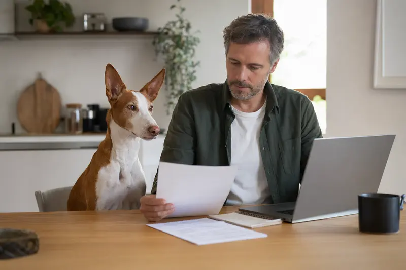 Ein Podenco Andaluz sitzt ruhig neben seinem Besitzer am Küchentisch mit Versicherungsunterlagen und Laptop in heller Wohnung.