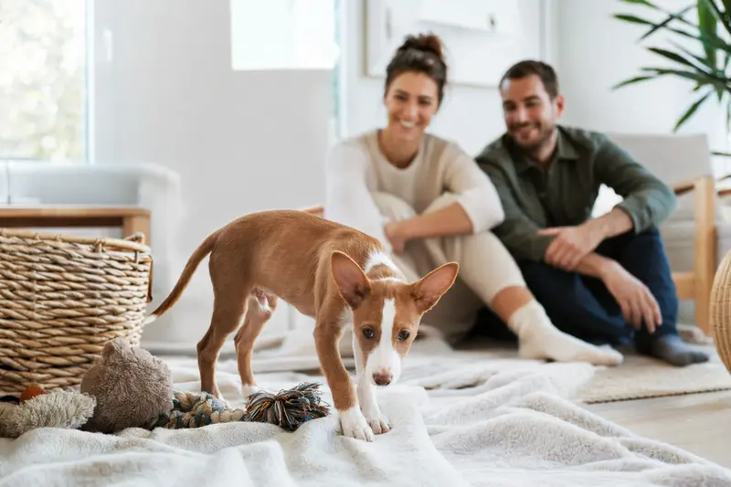 Ein neugieriger Podenco Andaluz Welpe erkundet seine neue, liebevolle Umgebung mit Spielzeug und einer weichen Decke.