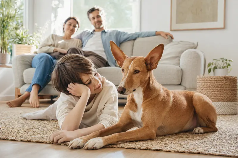 Ein Podenco Canario liegt entspannt neben einem Kind im Wohnzimmer, während die Eltern im Hintergrund stehen und eine sichere Familienatmosphäre herrscht.